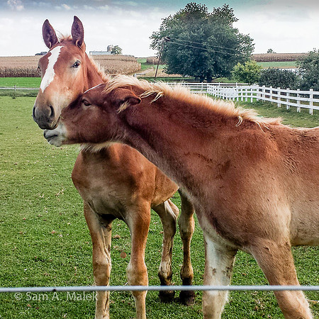 Belgian Draft Foals at Play