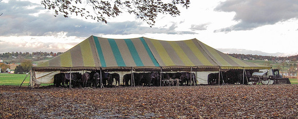 Horse Shelter