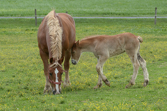 Belgian Draft Foal @ 2 Wks