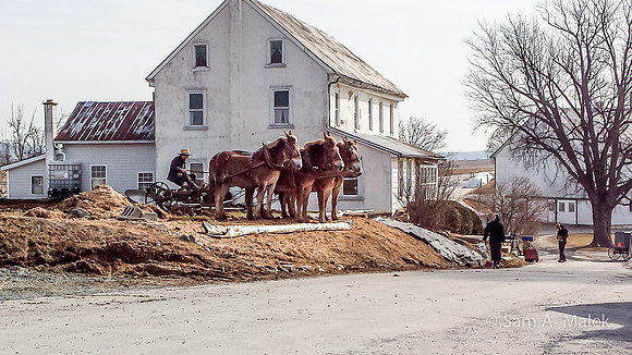 The Mule Team