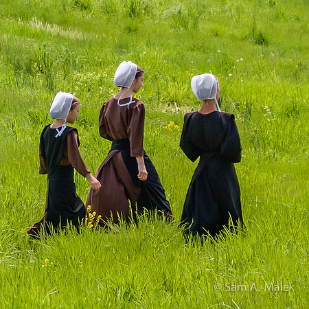 Walk in Fields of Gold