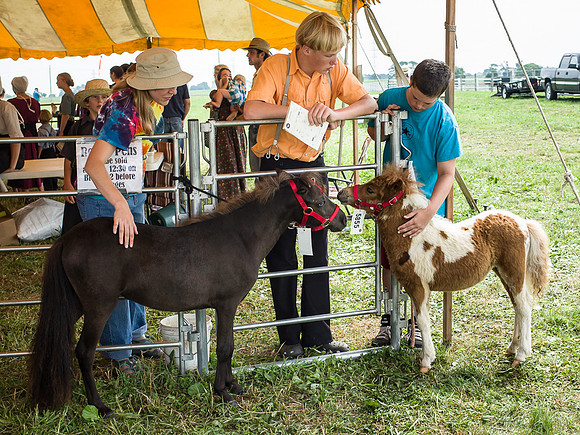 Miniature Horses