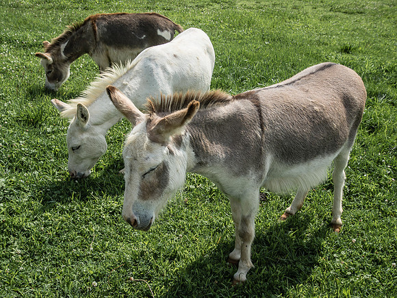 Mini Donkeys