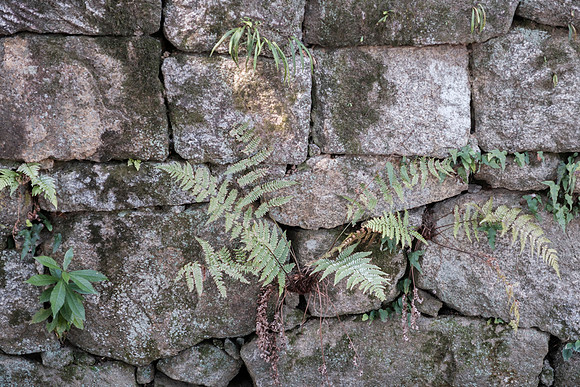 Daitoku-ji Temple