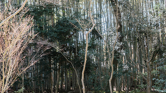Daitoku-ji Temple