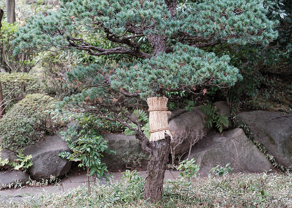 Nezu Garden
