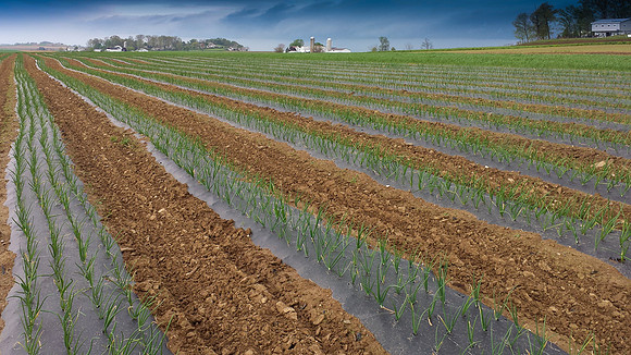 Sea of Sweet Onions