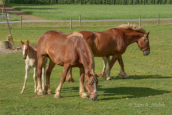 Belgian Draft Horses