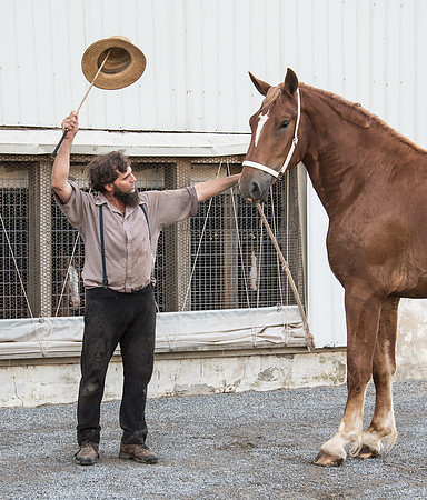Dances with Hooves