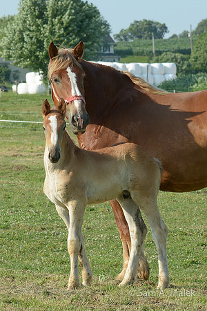 Belgian Draft Mare & Foal