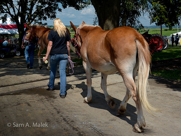 Golden Mane