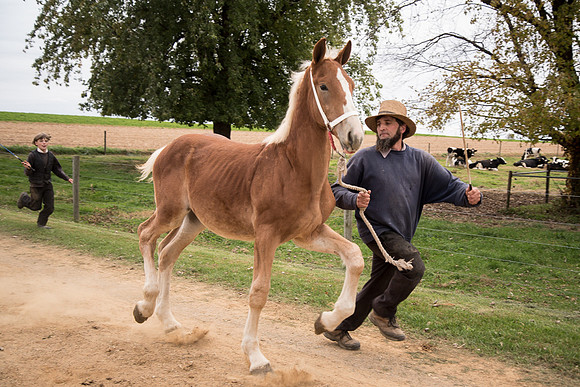 Running Colt