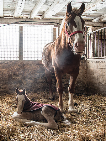 Belgian Foal @ 10 Hrs