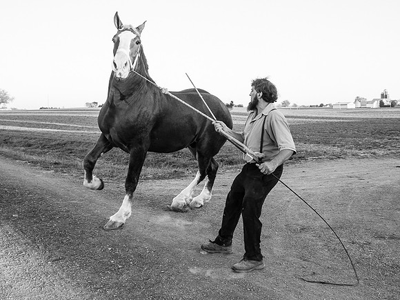 Stallion II