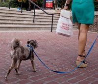 Walkin' the Dog no. 3