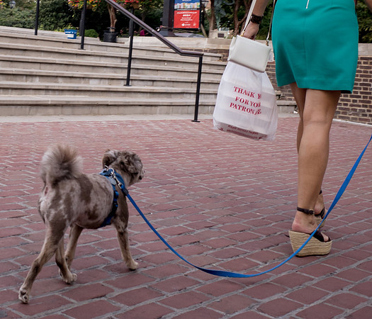 Walkin' the Dog no. 3