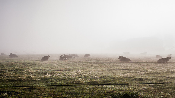 Moo Field