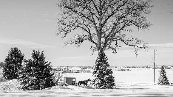 Amish in Winter