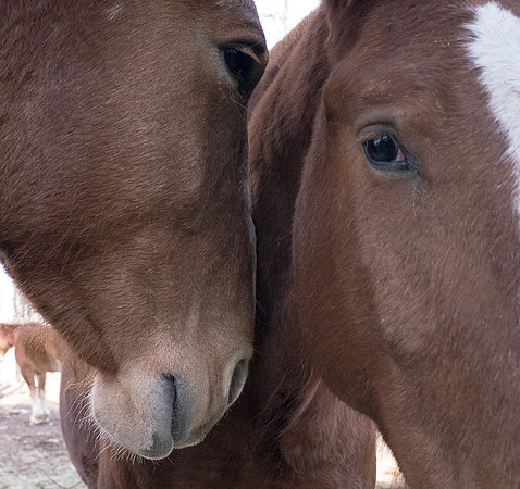 Stolen Kisses