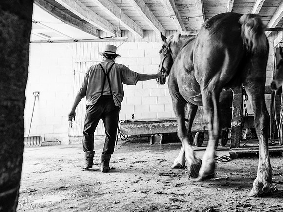 Horse Breeder II