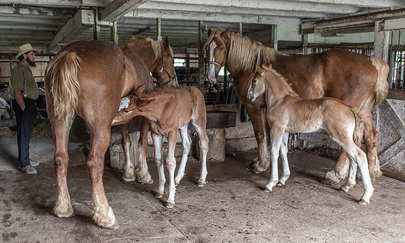 Foals (3 weeks) & Dams