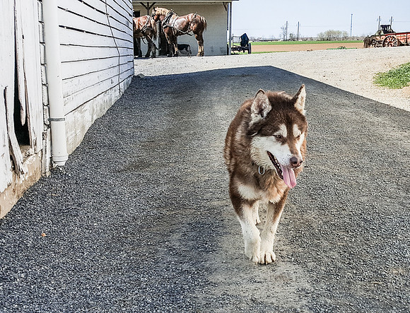 Barnyard Dog