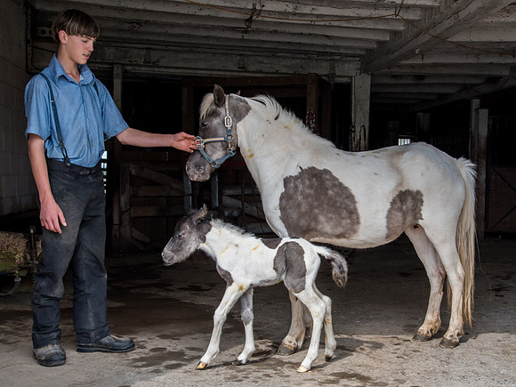 Pony Foal (10 hrs)