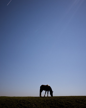 Horse and Sky