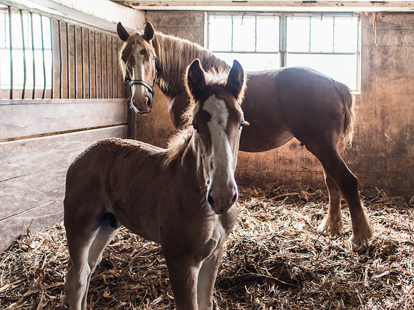 Belgian Draft Foal (3 weeks)