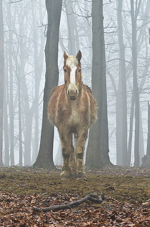 Old Boy of the Woods