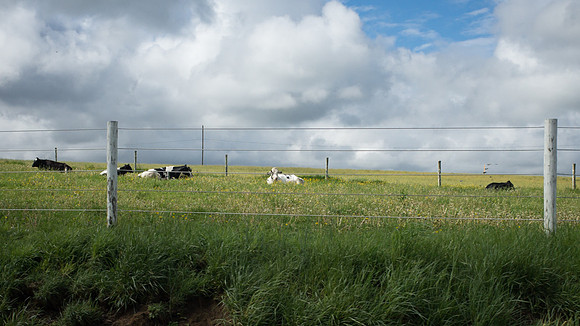 Cows at Rest