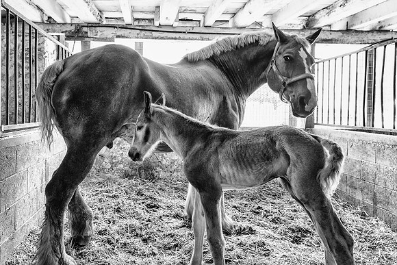 Belgian Foal @ 24 hrs.