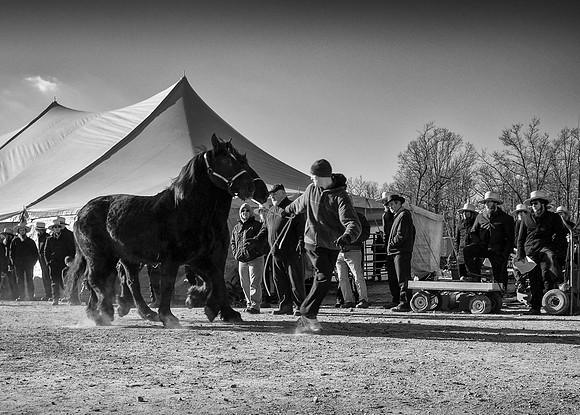 Horse Auction