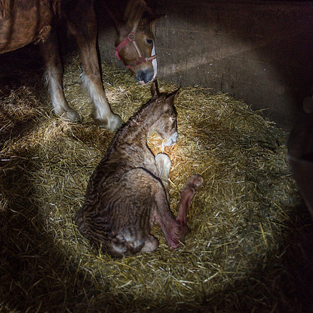 Belgian Foal @ 3 Hrs