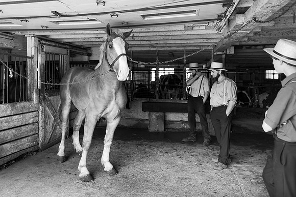 The Horse Buyer