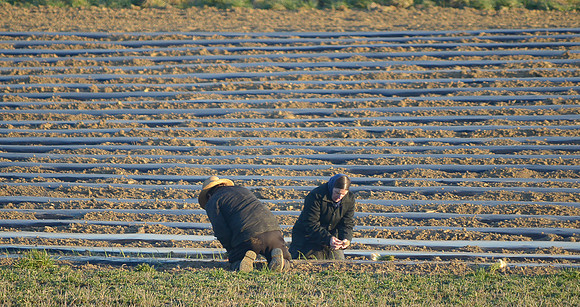First Plantings