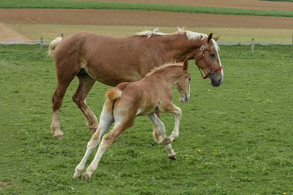 Belgian Draft Foal @ 3 Months