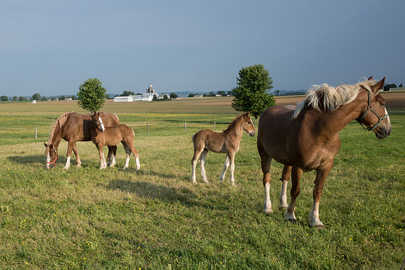 My Back Pages - Pasture with Horses