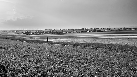 My Back Pages - Fields