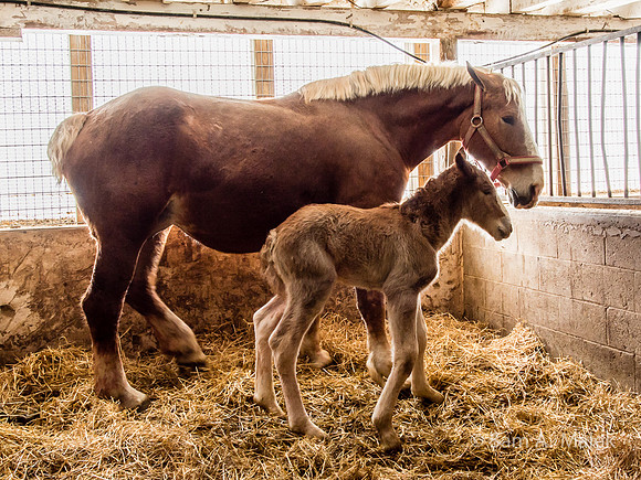 Foal @ 10 Hrs II