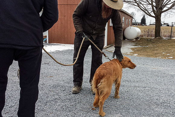 Dog Breeders