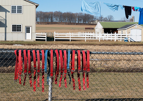 Cow Collars