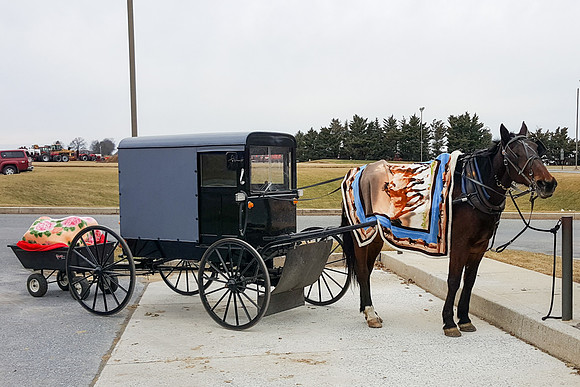 Winter Horse