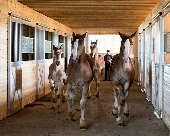 Amish Horse Farm II