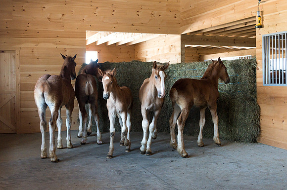 Amish Horse Farm III