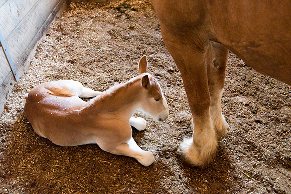 Amish Horse Farm IV