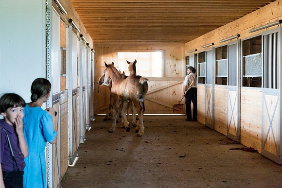 Amish Horse Farm