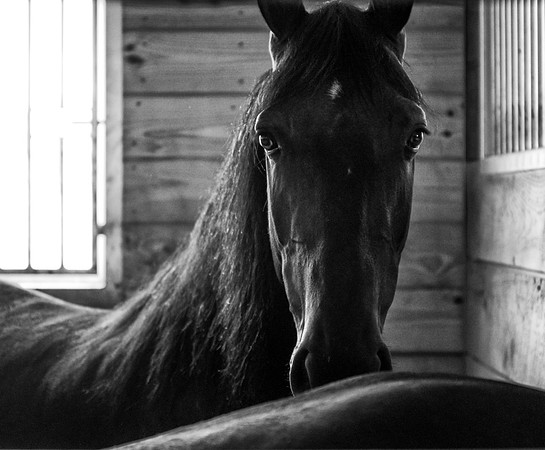 Driving Horse