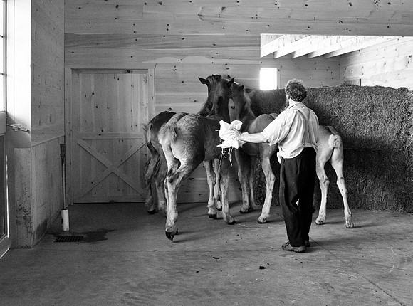 Amish Horse Farm V