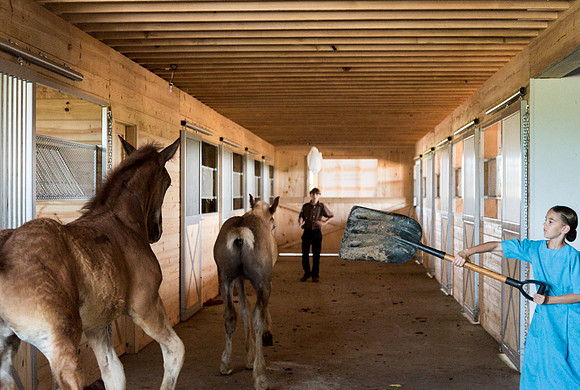 Amish Horse Farm VII